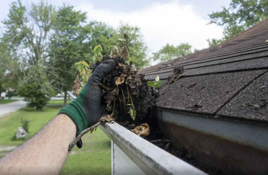 Roof Moss Removal Service